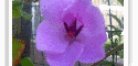 Logo de Tumorada